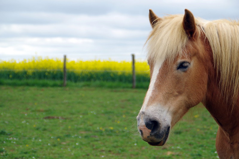 Cheval / Animaux de compagnie