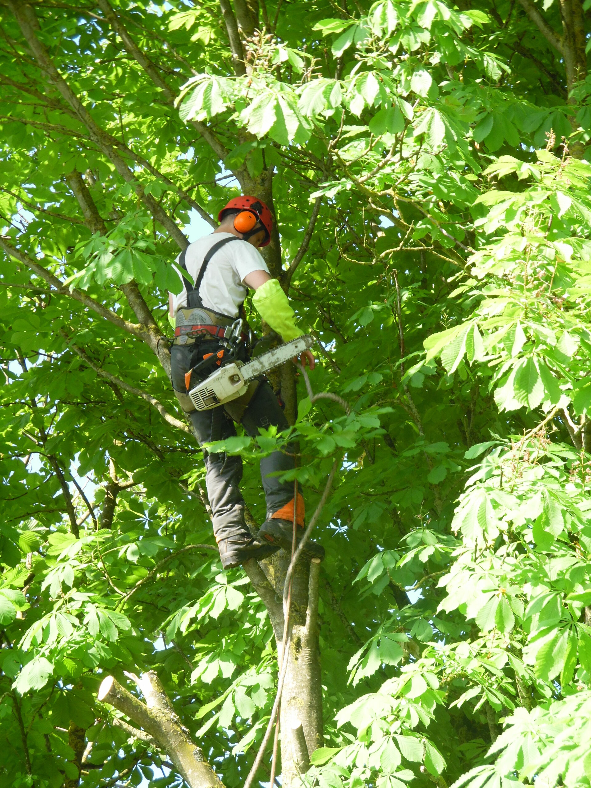 Forêt / Bois