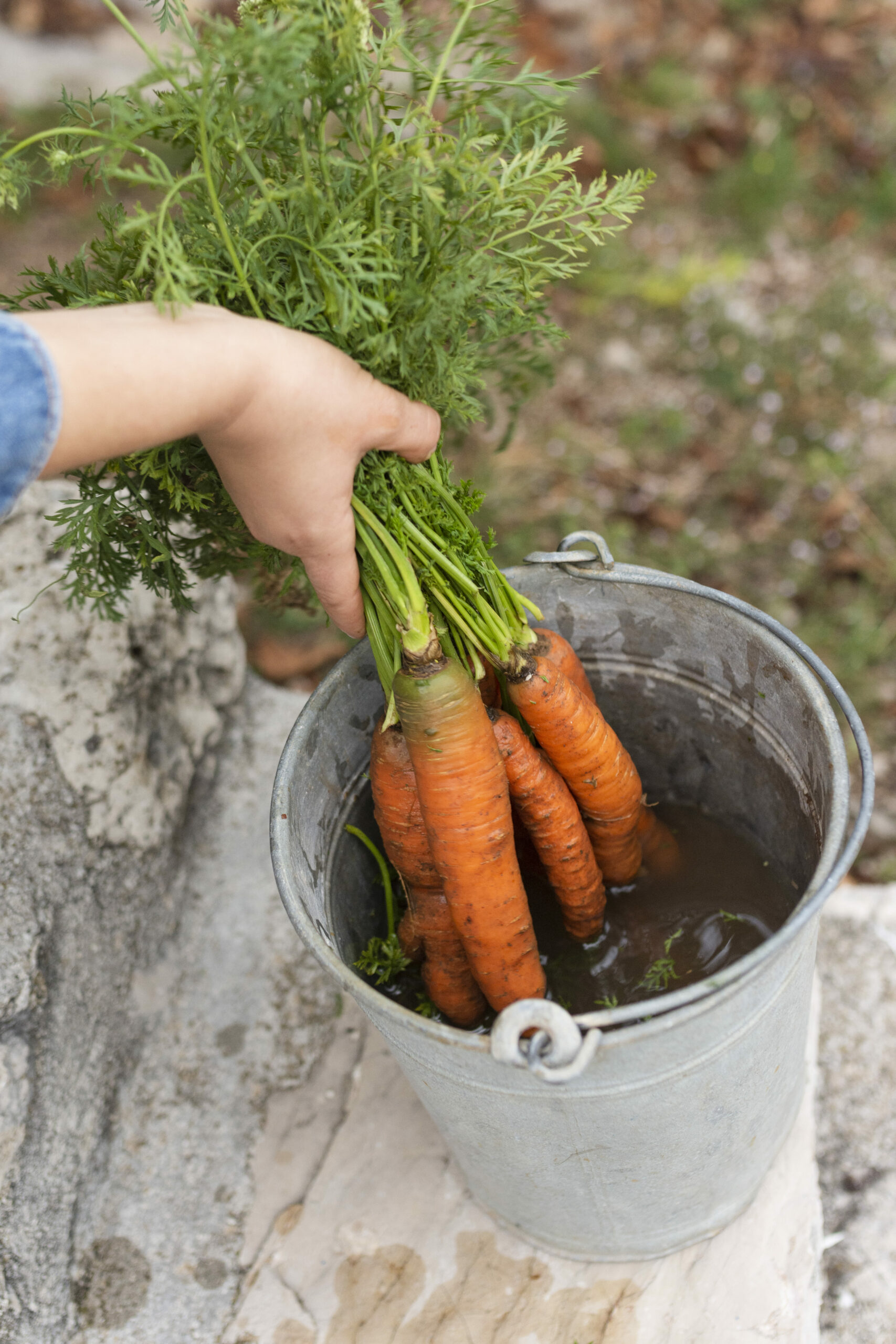 Production végétale / Horticulture / Maraîchage