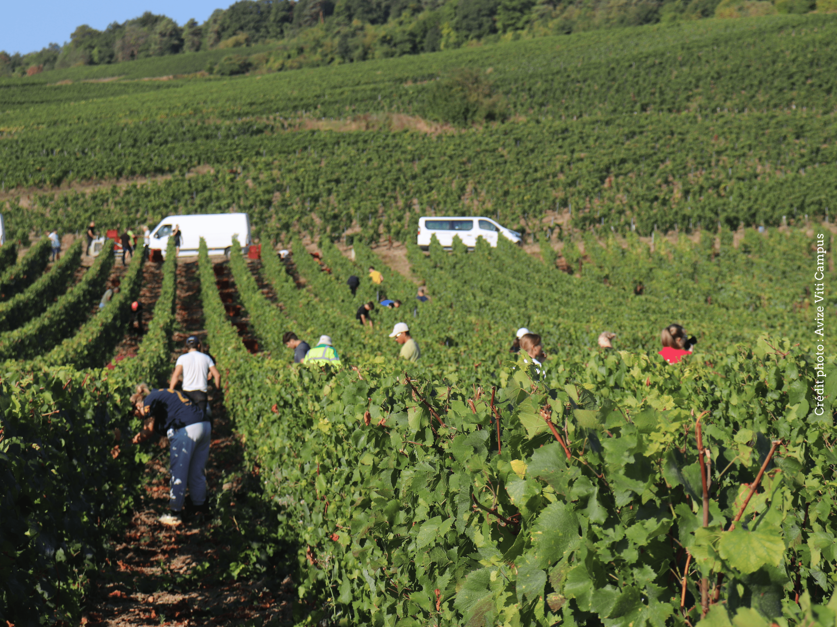 Responsable de vignoble